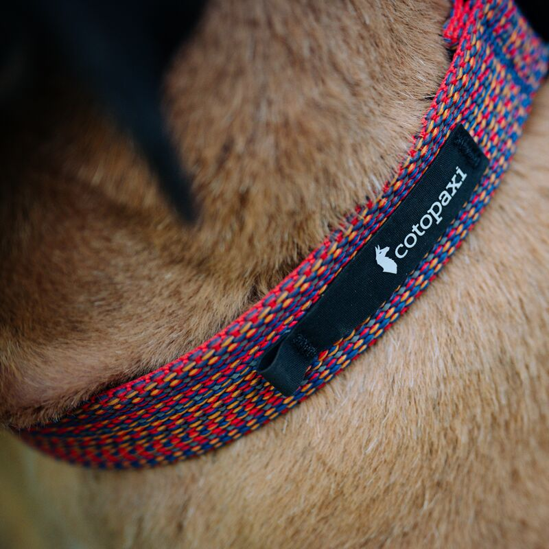 Del Día Dog Collar - Image 5